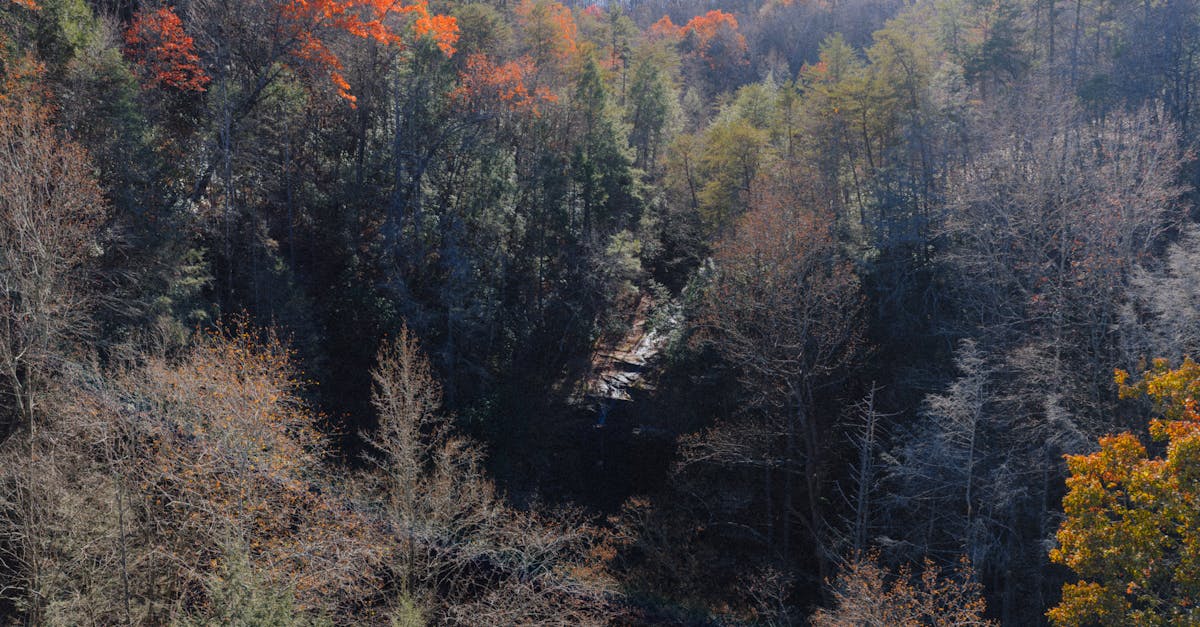 Scenery representing Georgia